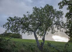 Finkenwerder Herbstprinz æbletræ